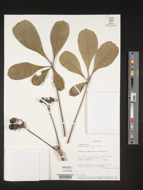 Vitex payos image