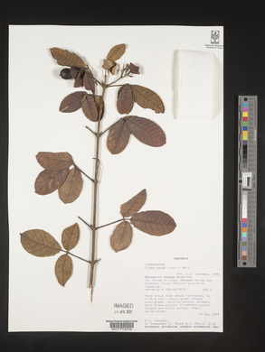 Vitex payos image