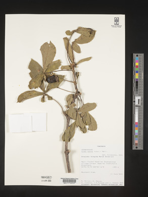 Vitex payos image