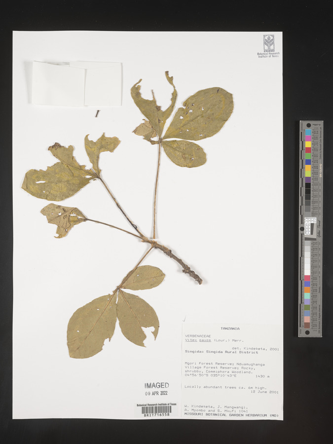 Vitex payos image