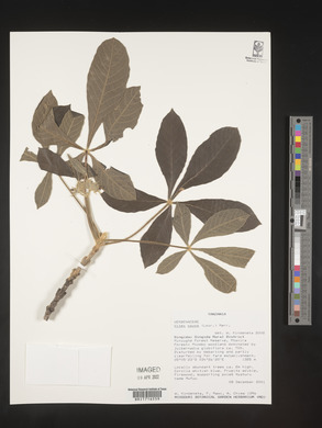 Vitex payos image