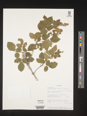 Vitex strickeri image