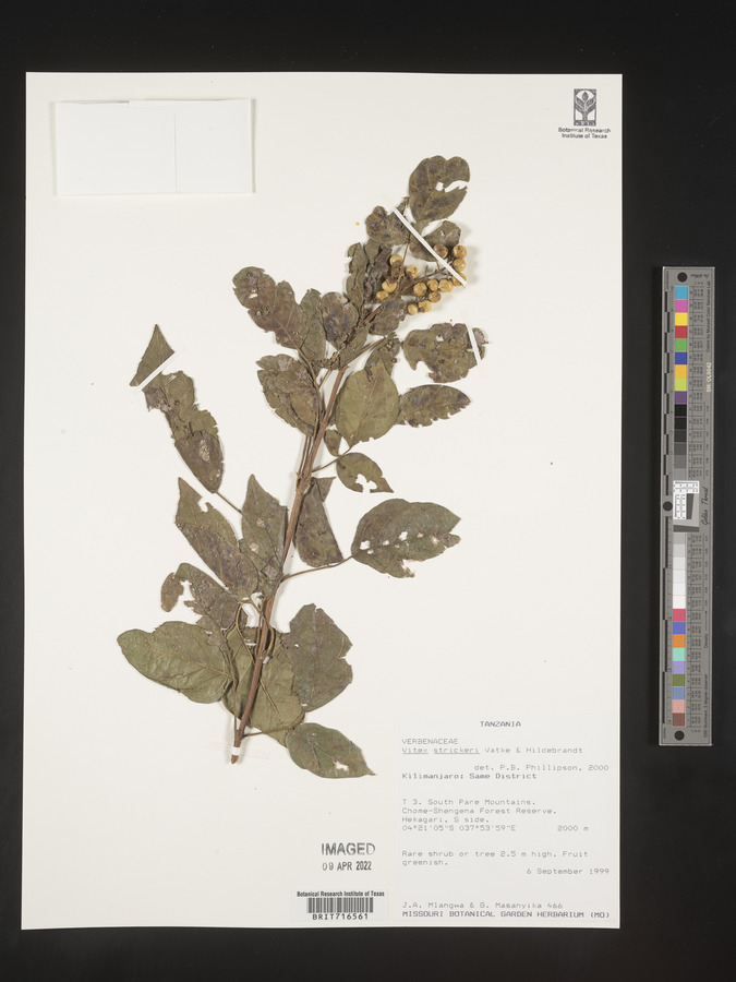 Vitex strickeri image