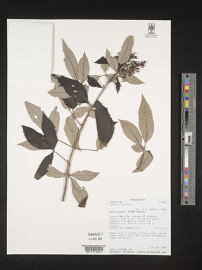 Vitex triflora image