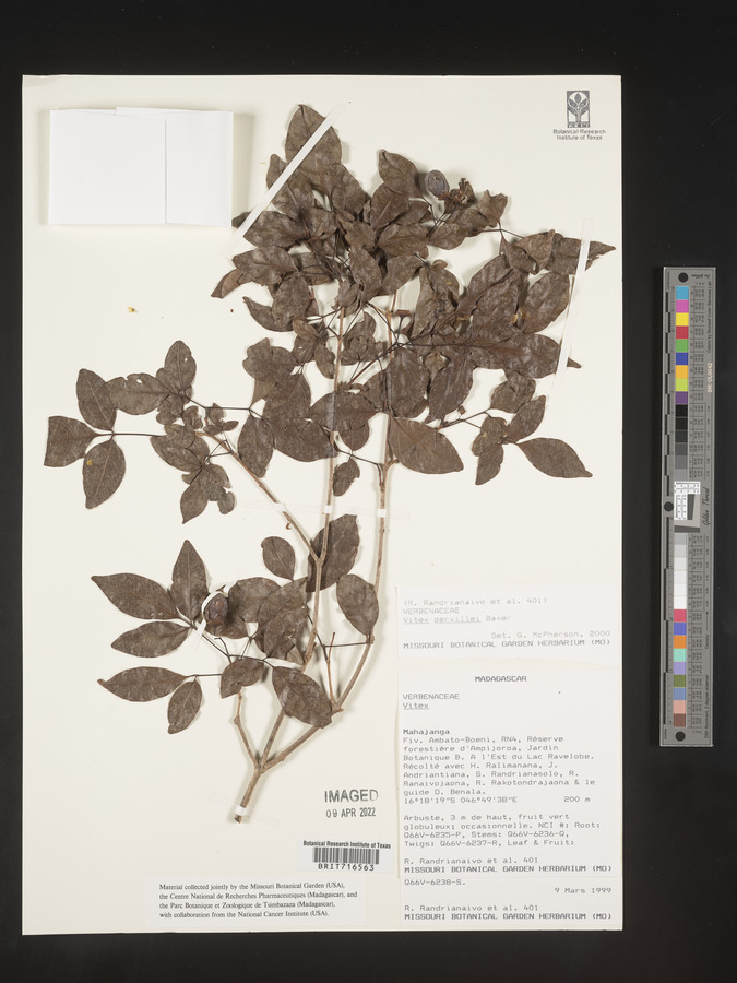 Vitex pervillei image
