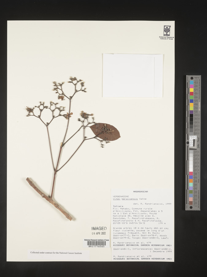 Vitex beraviensis image