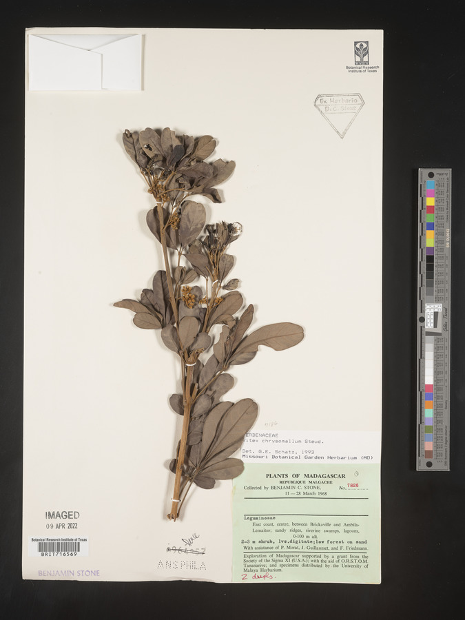 Vitex chrysomallum image