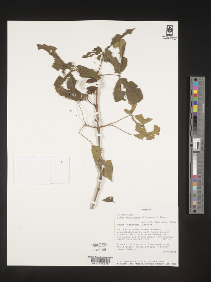 Vitex ferruginea image