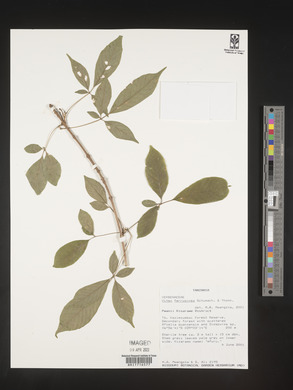 Vitex ferruginea image