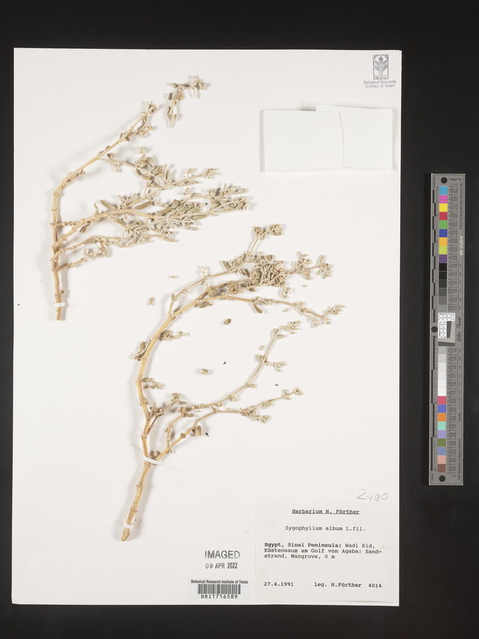 Zygophyllum album image