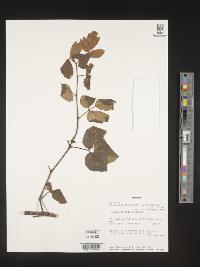 Rhoicissus tridentata image