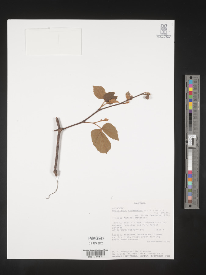 Rhoicissus tridentata image