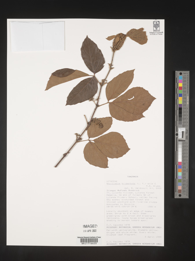 Rhoicissus tridentata image