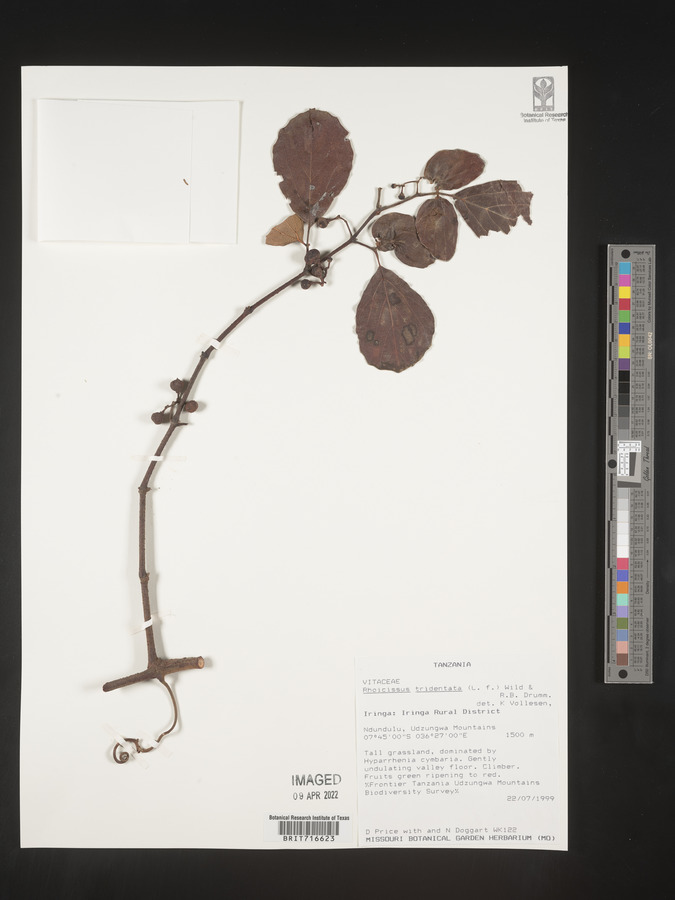Rhoicissus tridentata image