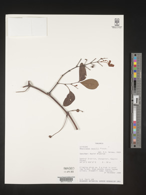 Rhoicissus revoilii image