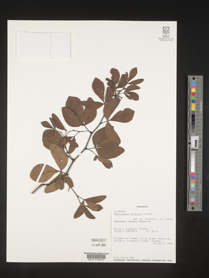 Rhoicissus revoilii image