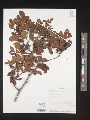 Rhoicissus revoilii image