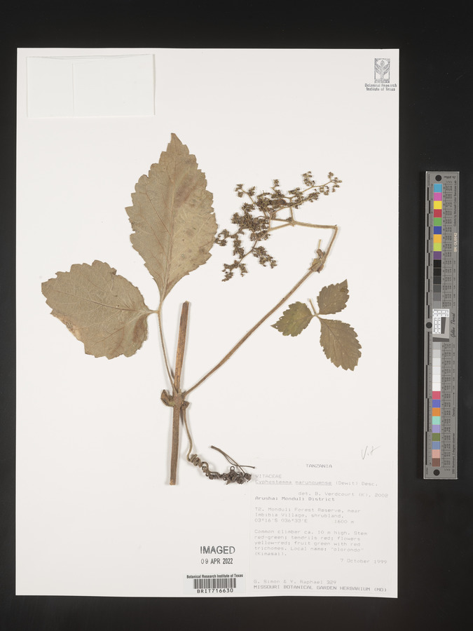 Cyphostemma marunguense image