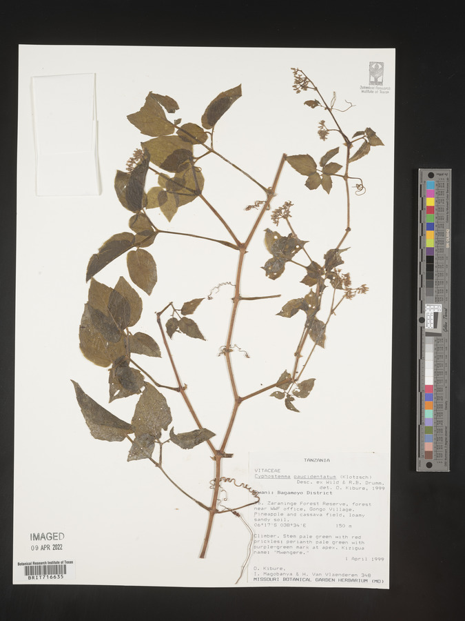 Cyphostemma paucidentatum image