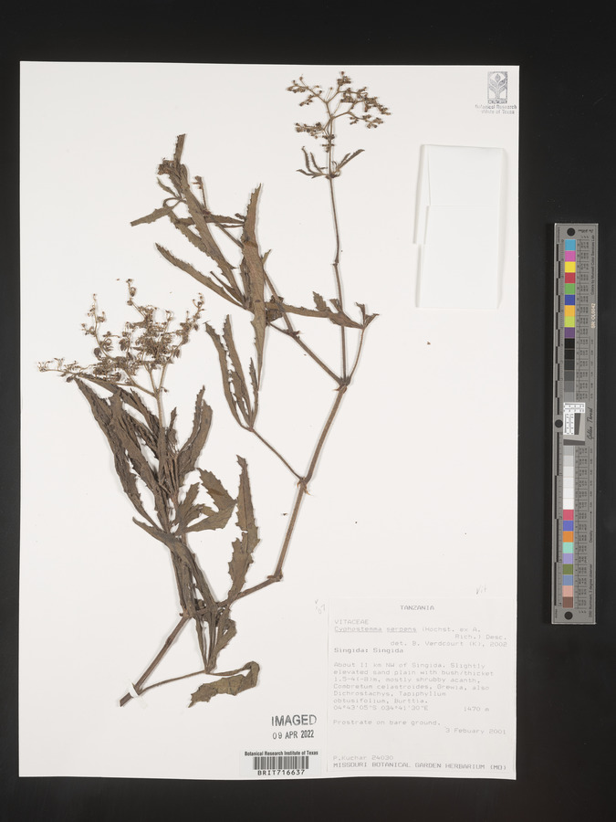 Cyphostemma serpens image