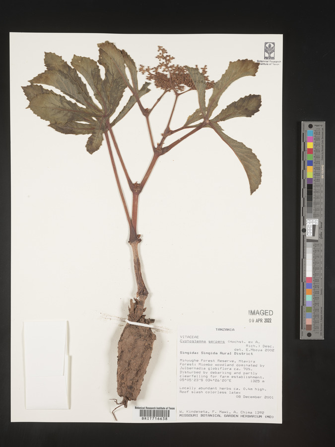 Cyphostemma serpens image
