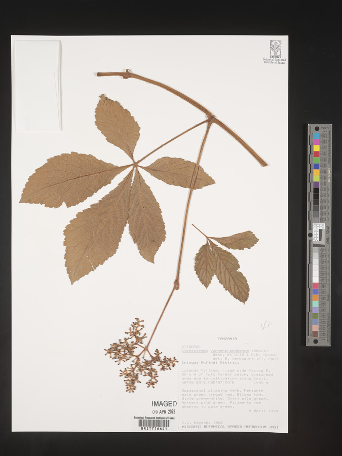 Cyphostemma vandenbrandeanum image