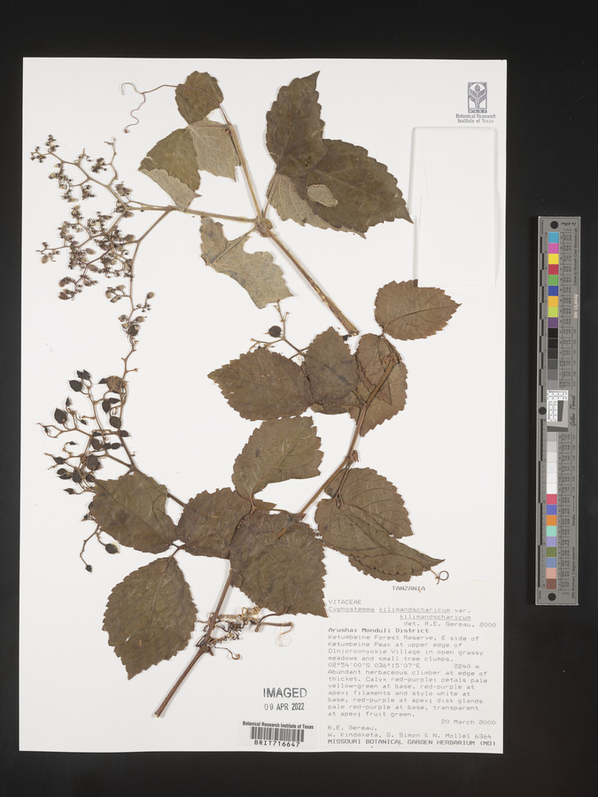 Cyphostemma kilimandscharicum var. kilimandscharicum image