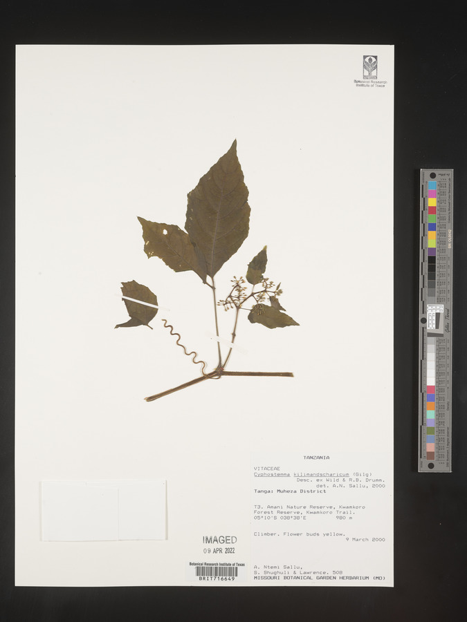 Cyphostemma kilimandscharicum image