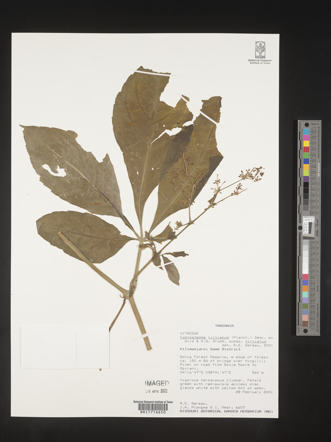 Cyphostemma kirkianum subsp. kirkianum image