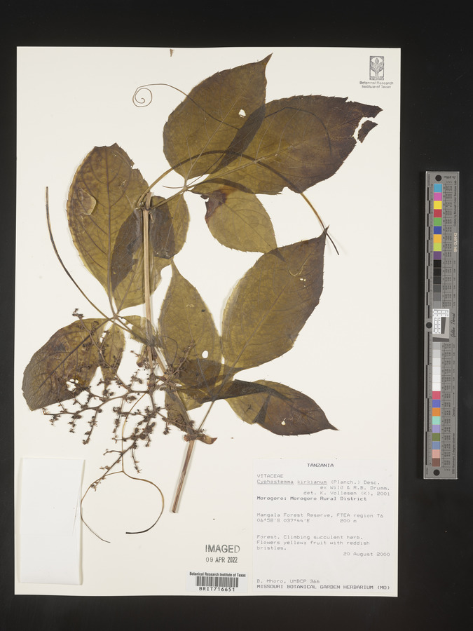 Cyphostemma kirkianum image