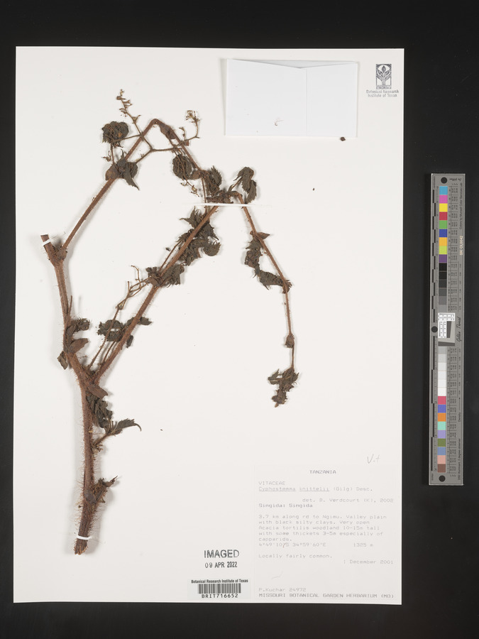 Cyphostemma knittelii image