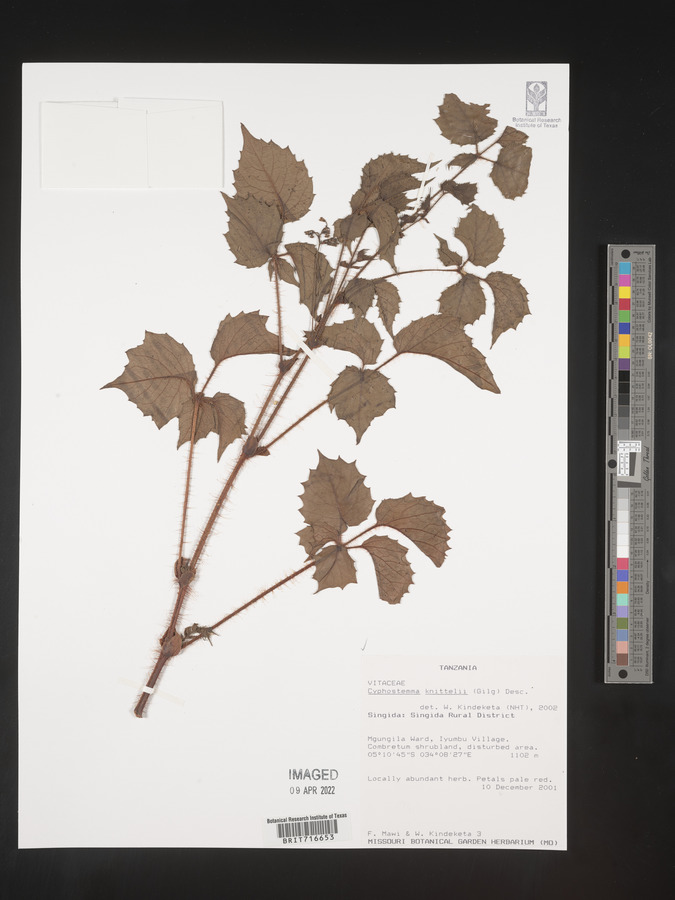 Cyphostemma knittelii image