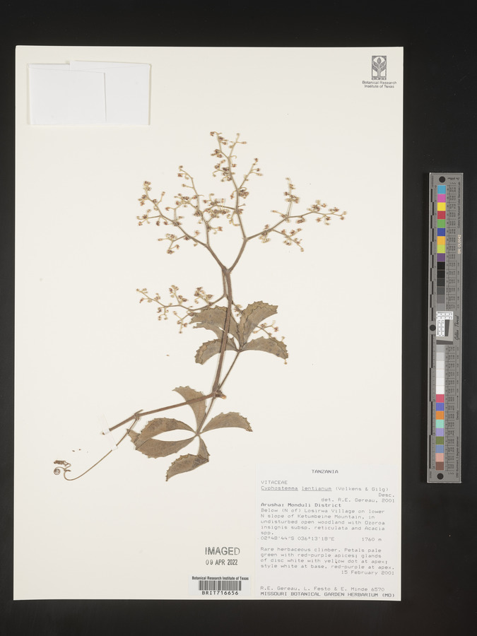Cyphostemma lentianum image