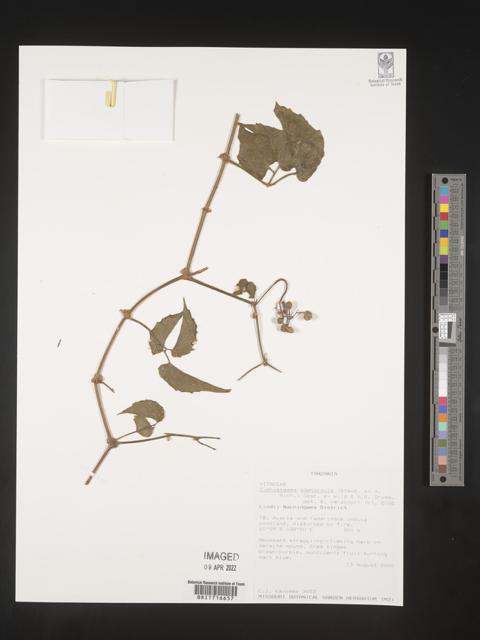 Cyphostemma adenocaule image