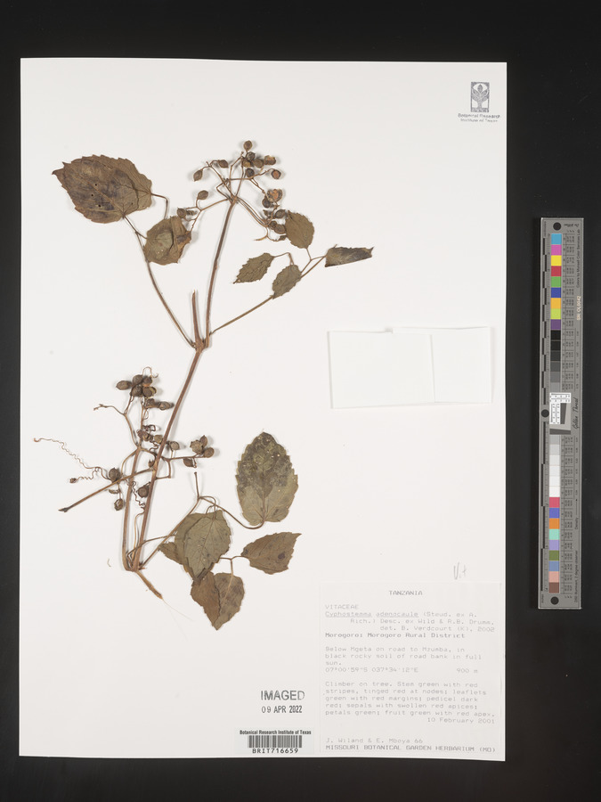 Cyphostemma adenocaule image