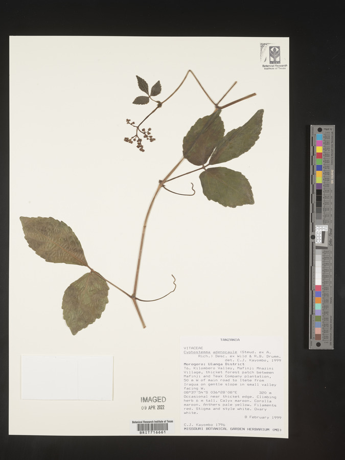 Cyphostemma adenocaule image