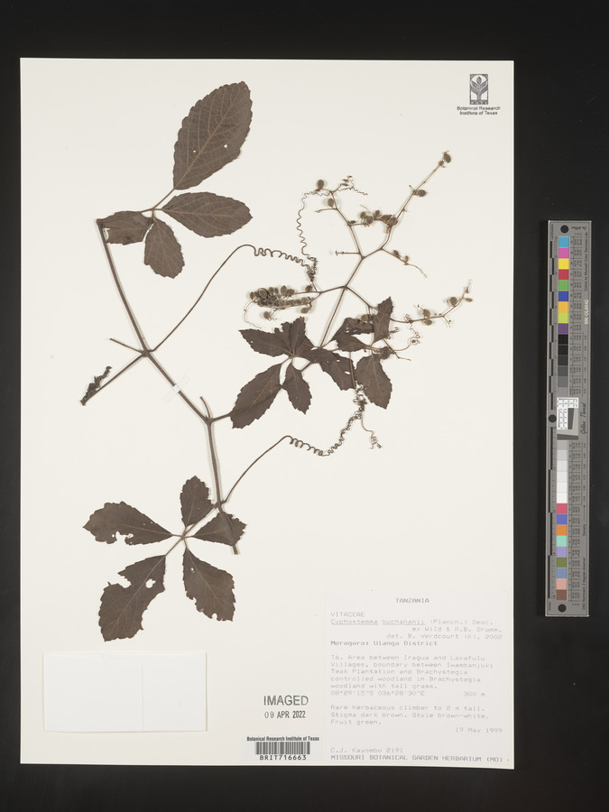 Cyphostemma buchananii image