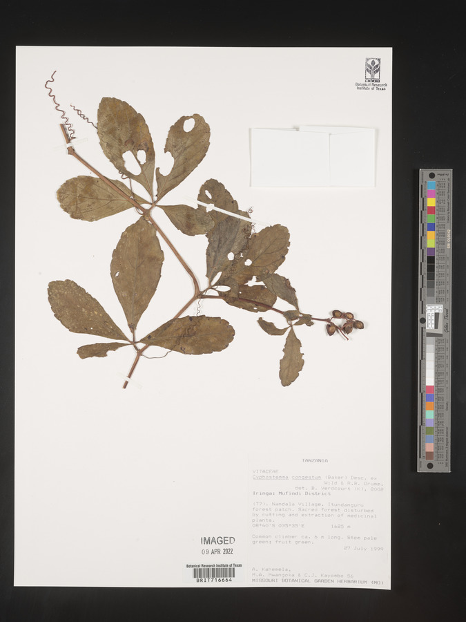 Cyphostemma congestum image