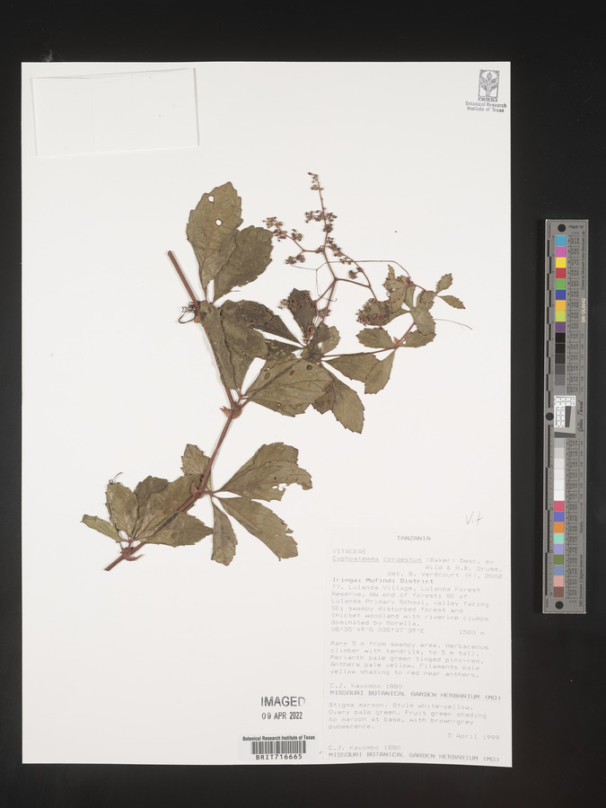 Cyphostemma congestum image