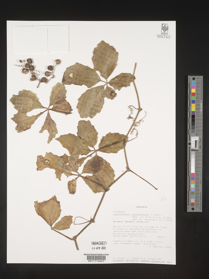 Cyphostemma cyphopetalum image