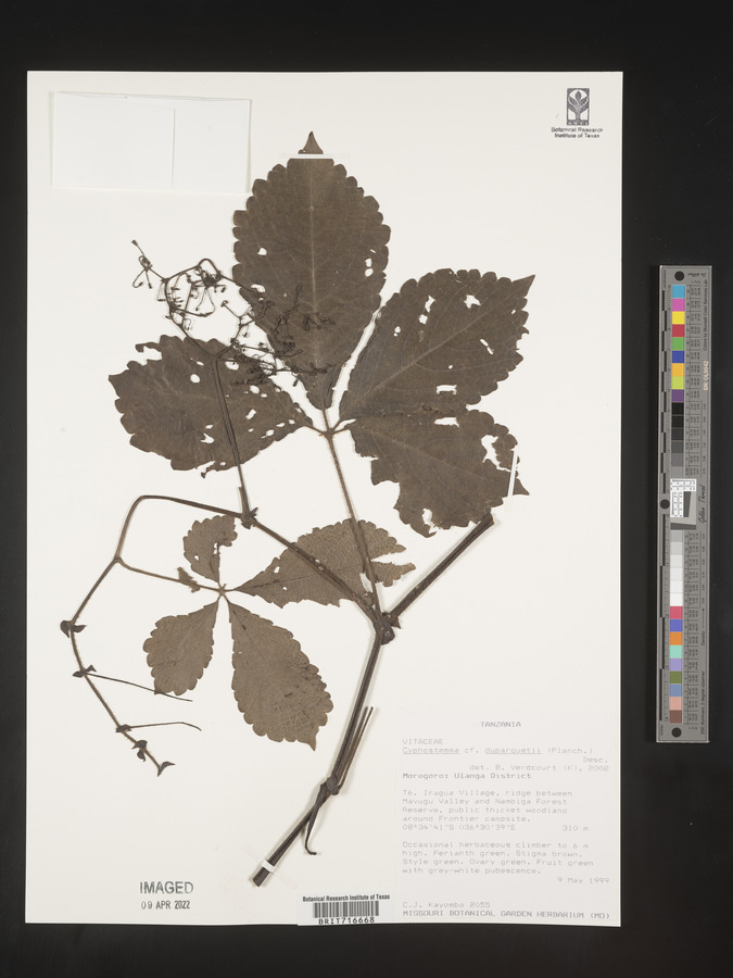 Cyphostemma duparquetii image