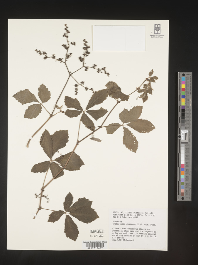 Cyphostemma duparquetii image