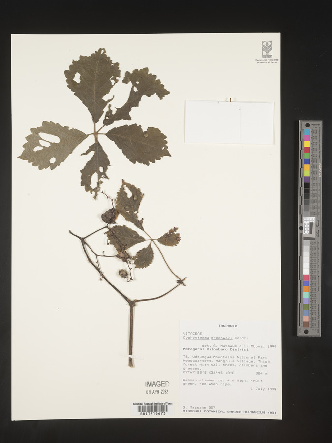 Cyphostemma greenwayi image