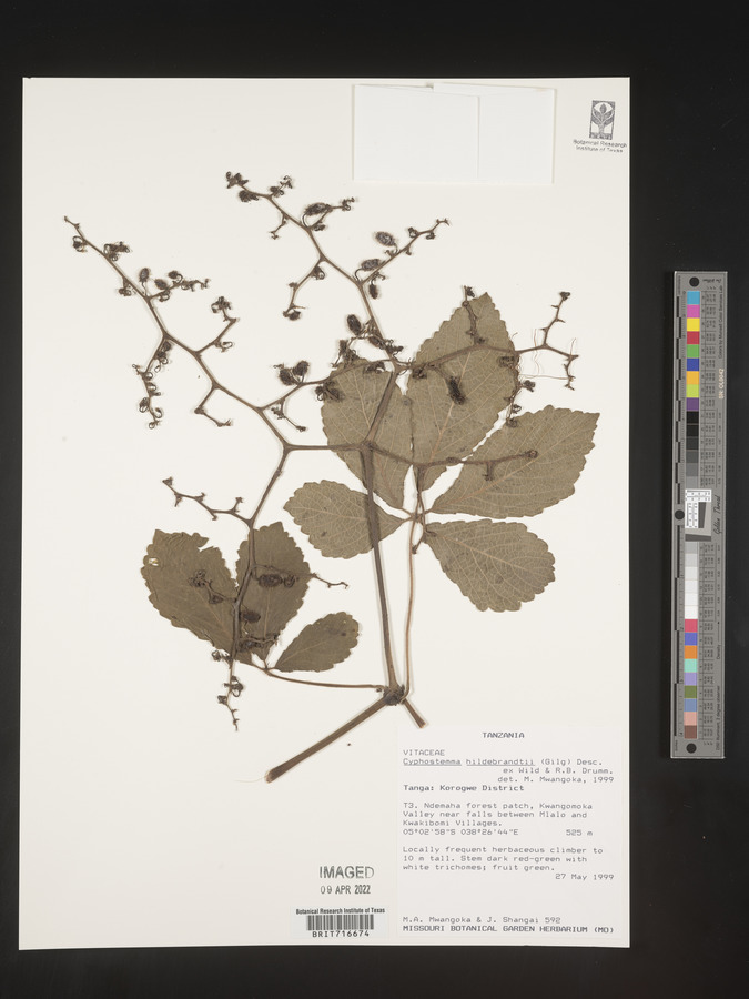 Cyphostemma hildebrandtii image