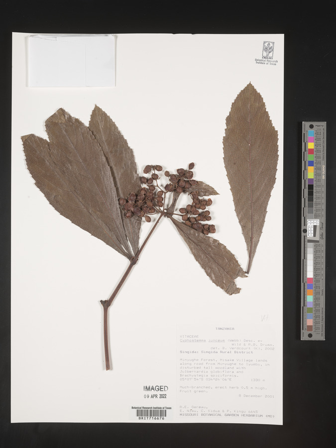 Cyphostemma junceum image