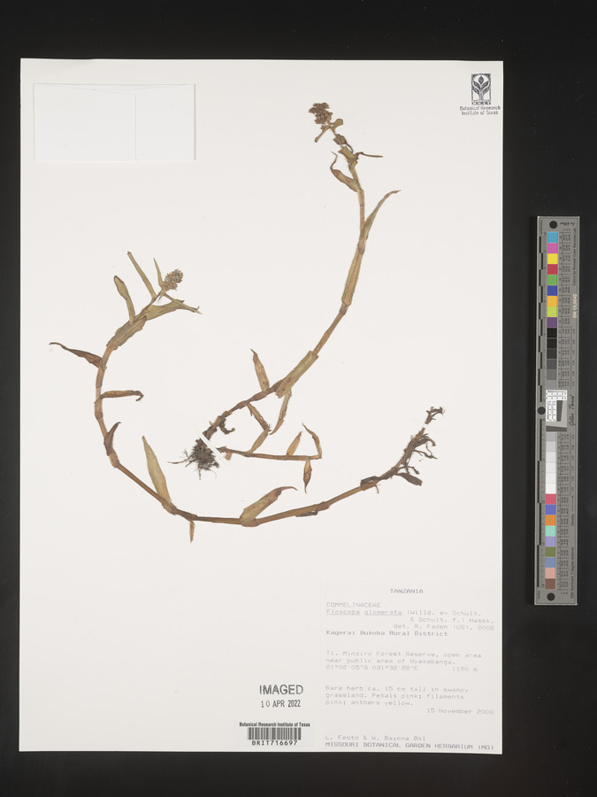 Floscopa glomerata image