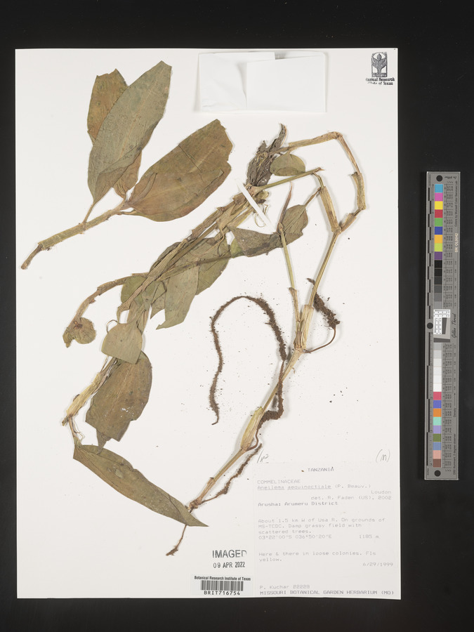 Aneilema aequinoctiale image