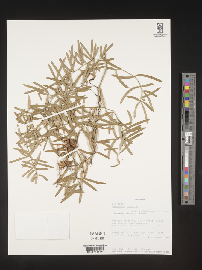 Asparagus falcatus image