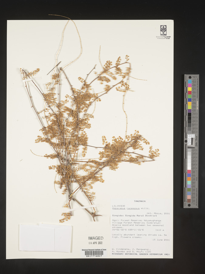 Asparagus racemosus image