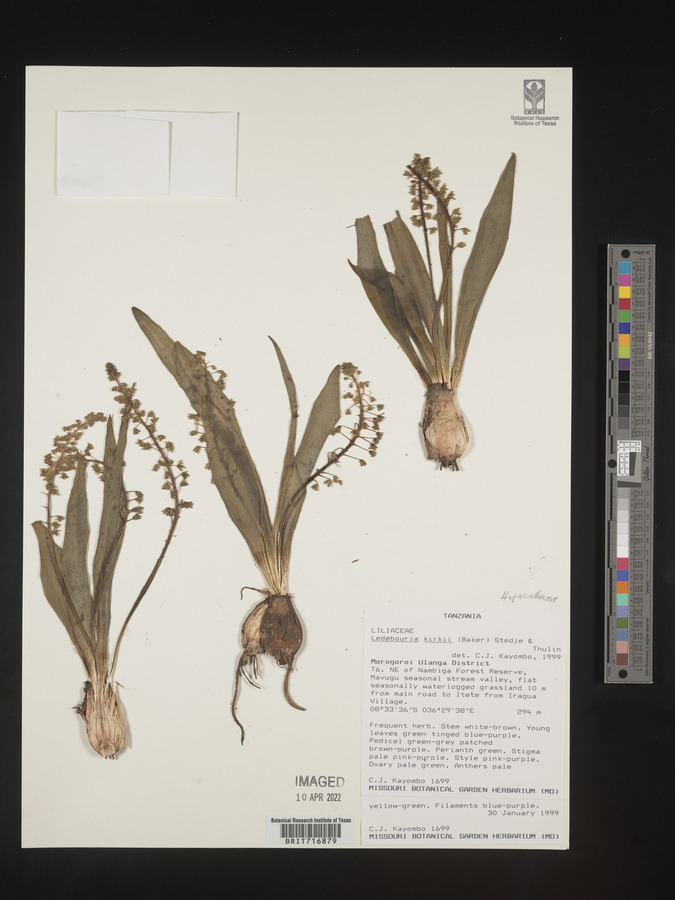 Ledebouria kirkii image